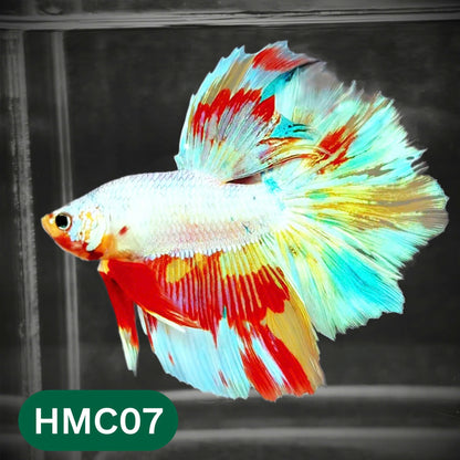 Multicolor Halfmoon Male Betta Fish | Order Directly From Farm | You Pick Fish