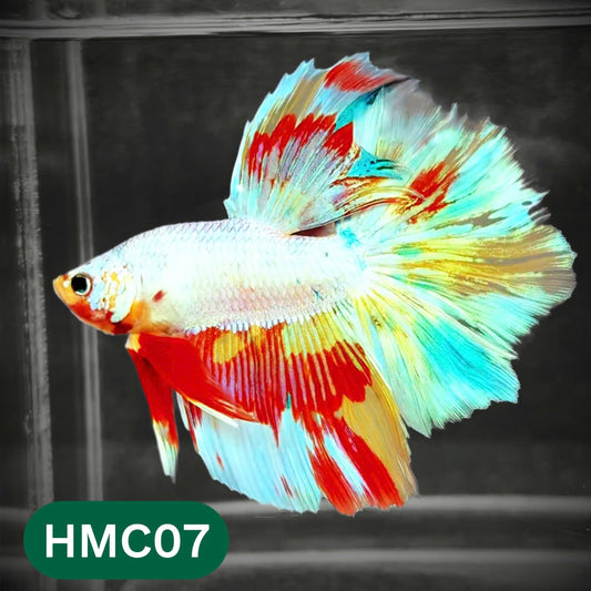 Multicolor Halfmoon Male Betta Fish | Order Directly From Farm | You Pick Fish