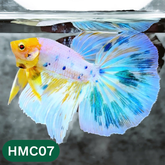 Multicolor Halfmoon Male Betta Fish | High Grade | Order Directly From Farm |  You Pick Fish |