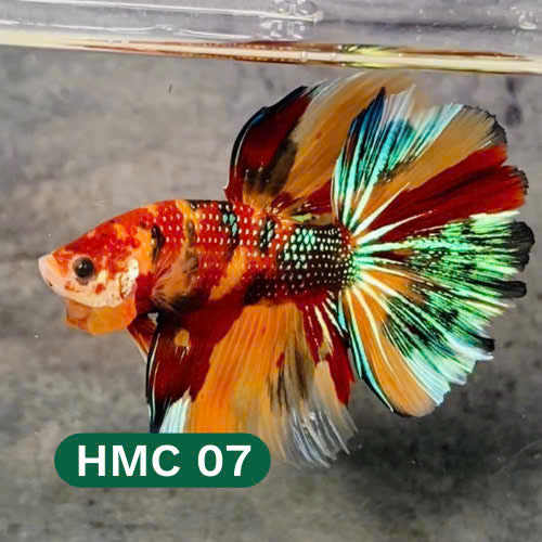 Multicolor Halfmoon Male Betta Fish | High Grade | Order Directly From Farm |  You Pick Fish |