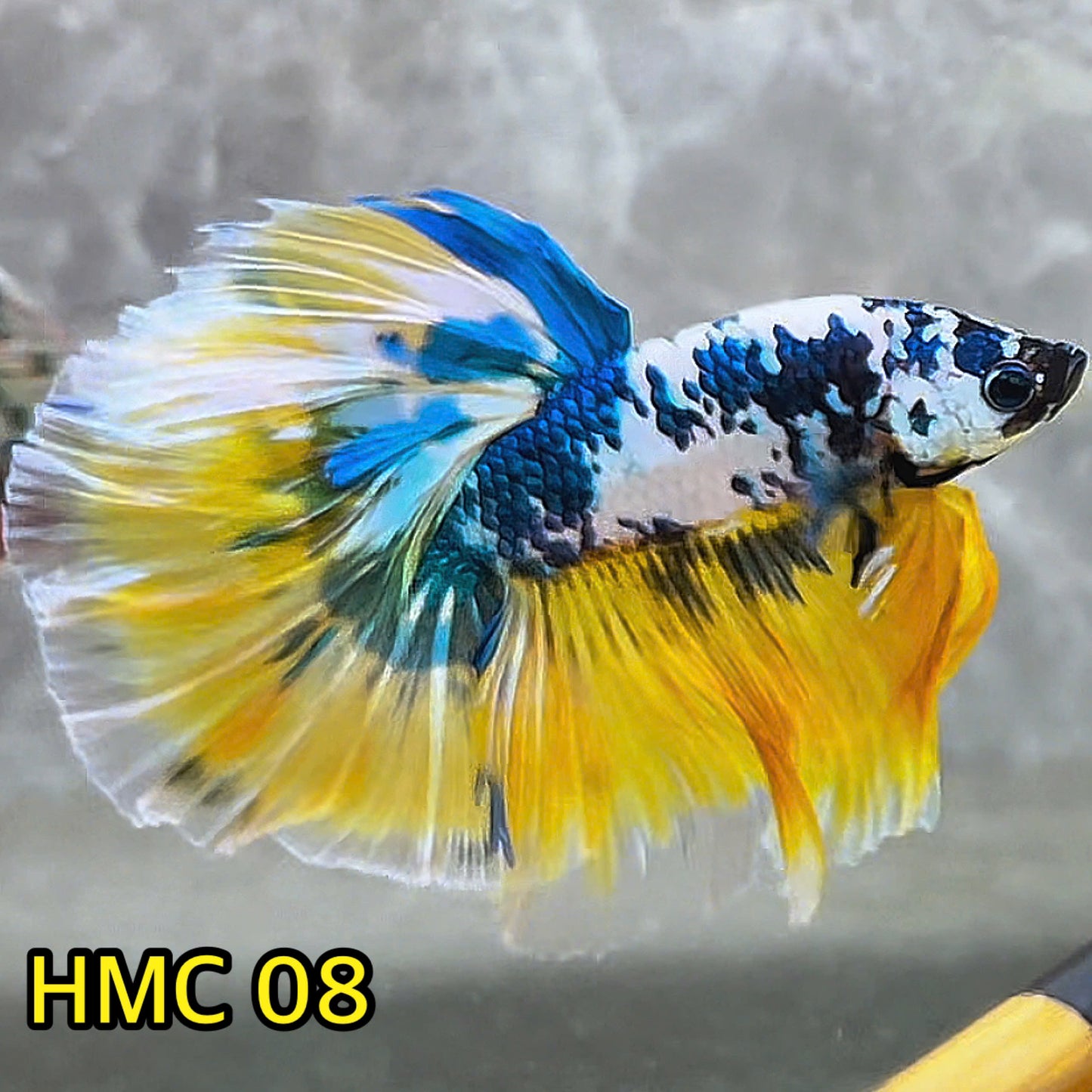 Multicolor Halfmoon Male Betta Fish | High Grade | Order Directly From Farm|  You Pick Fish |