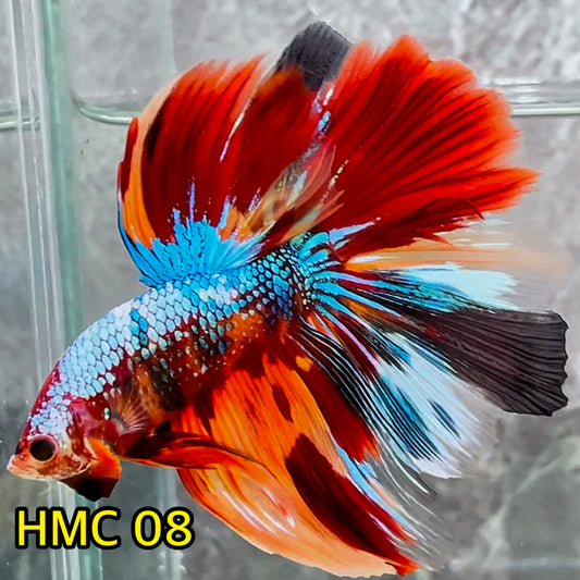 Multicolor Halfmoon Male Betta Fish | High Grade | Order Directly From Farm|  You Pick Fish |