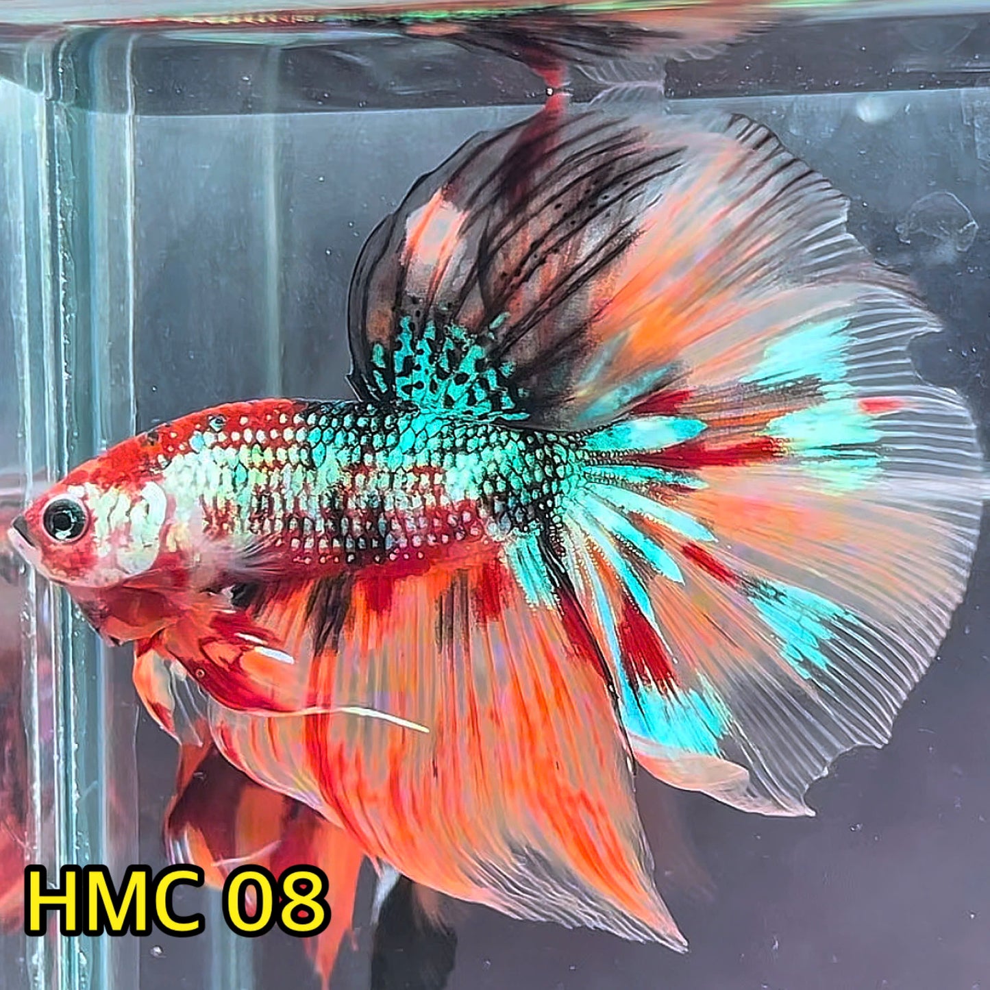 Multicolor Halfmoon Male Betta Fish | High Grade | Order Directly From Farm|  You Pick Fish |