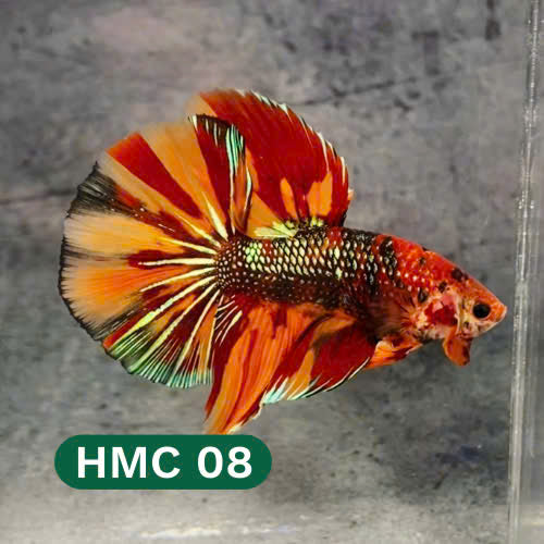 Multicolor Halfmoon Male Betta Fish | High Grade | Order Directly From Farm |  You Pick Fish |