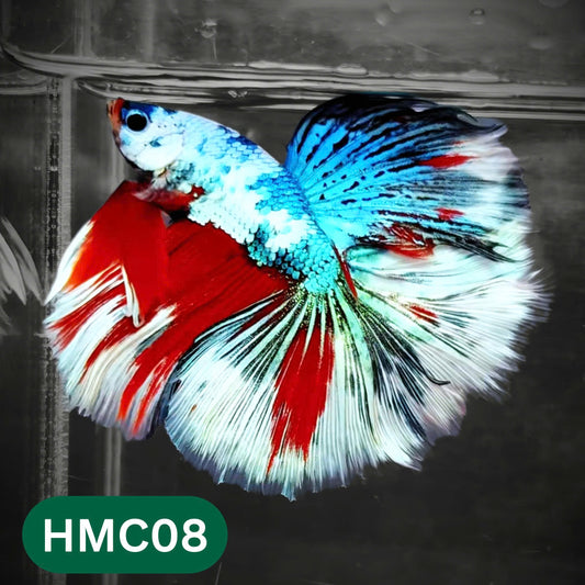 Multicolor Halfmoon Male Betta Fish | Order Directly From Farm | You Pick Fish