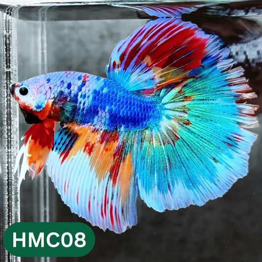 Multicolor Halfmoon Male Betta Fish | High Grade | Order Directly From Farm |  You Pick Fish |