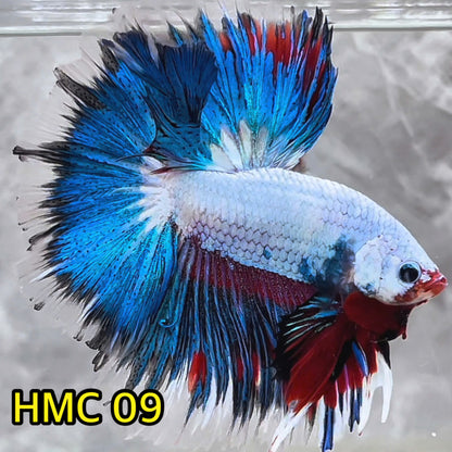 Multicolor Halfmoon Male Betta Fish | High Grade | Order Directly From Farm|  You Pick Fish |