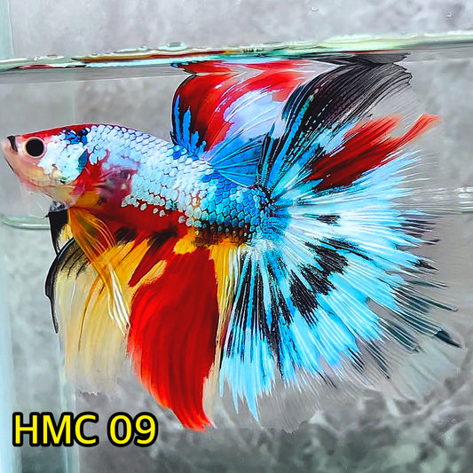 Multicolor Halfmoon Male Betta Fish | High Grade | Order Directly From Farm|  You Pick Fish |