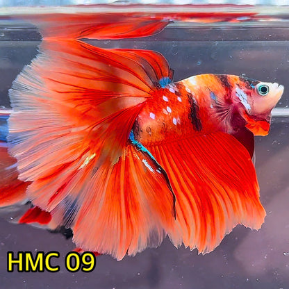 Multicolor Halfmoon Male Betta Fish | High Grade | Order Directly From Farm|  You Pick Fish |