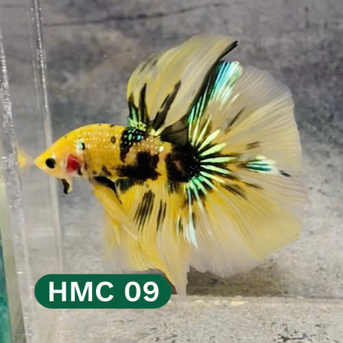 Multicolor Halfmoon Male Betta Fish | High Grade | Order Directly From Farm |  You Pick Fish |