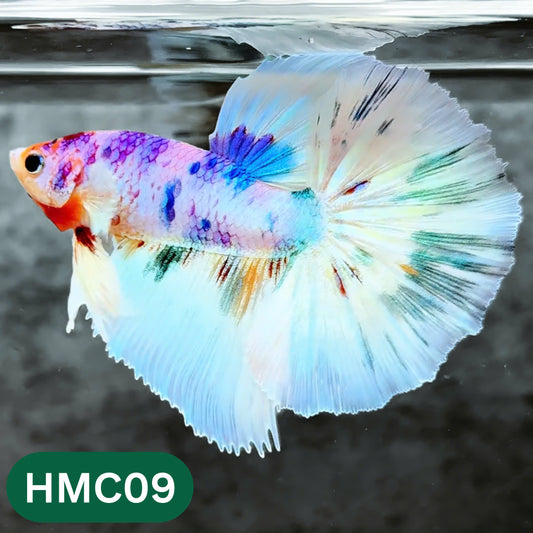 Multicolor Halfmoon Male Betta Fish | High Grade | Order Directly From Farm |  You Pick Fish |