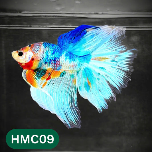 Multicolor Halfmoon Male Betta Fish | Order Directly From Farm | You Pick Fish