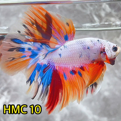 Multicolor Halfmoon Male Betta Fish | High Grade | Order Directly From Farm|  You Pick Fish |