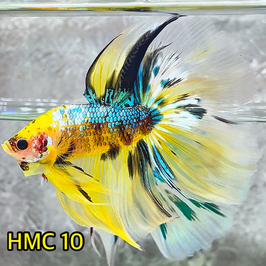 Multicolor Halfmoon Male Betta Fish | High Grade | Order Directly From Farm|  You Pick Fish |