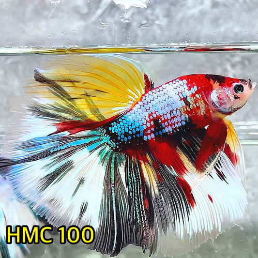 Multicolor Halfmoon Male Betta Fish | Order Directly From Farm | You Pick Fish