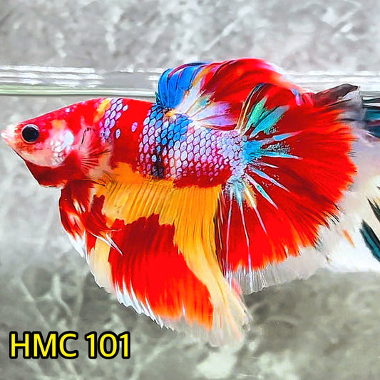 Multicolor Halfmoon Male Betta Fish | Order Directly From Farm | You Pick Fish