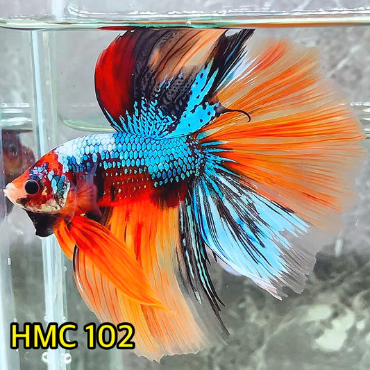 Multicolor Halfmoon Male Betta Fish | Order Directly From Farm | You Pick Fish