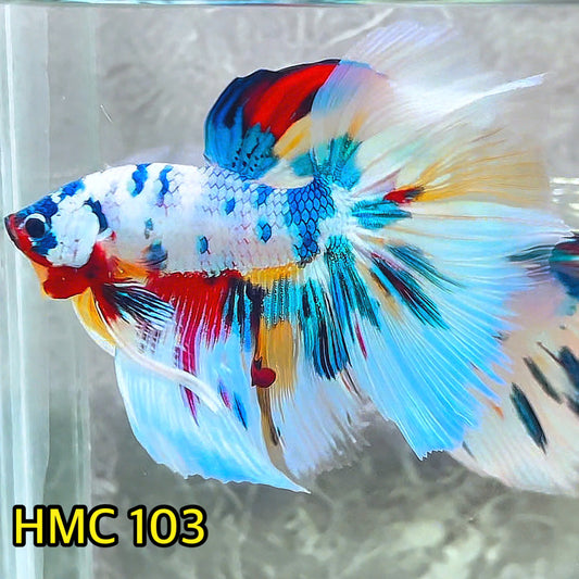 Multicolor Halfmoon Male Betta Fish | Order Directly From Farm | You Pick Fish