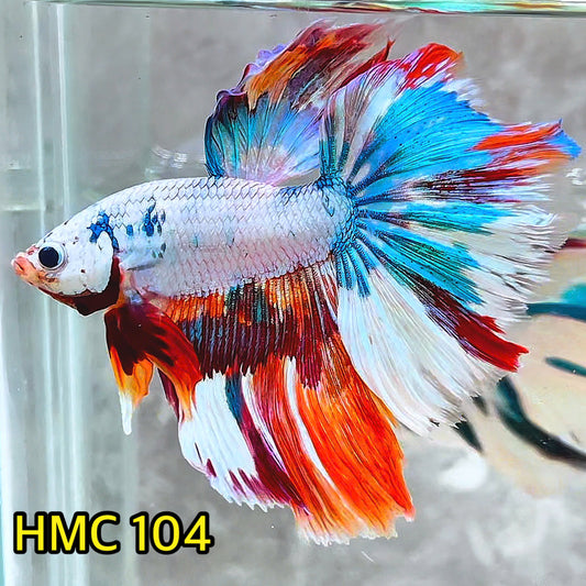 Multicolor Halfmoon Male Betta Fish | Order Directly From Farm | You Pick Fish