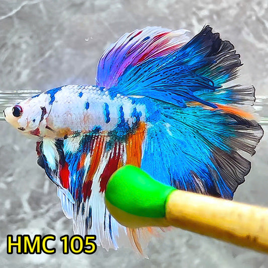 Multicolor Halfmoon Male Betta Fish | Order Directly From Farm | You Pick Fish