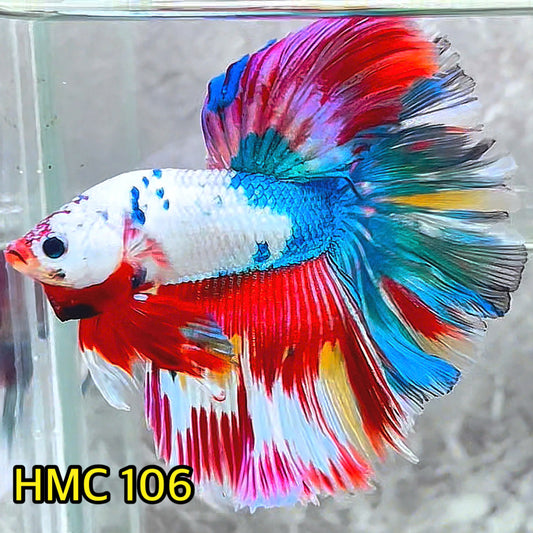 Multicolor Halfmoon Male Betta Fish | Order Directly From Farm | You Pick Fish