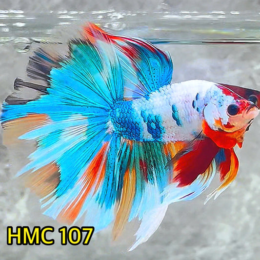 Multicolor Halfmoon Male Betta Fish | Order Directly From Farm | You Pick Fish