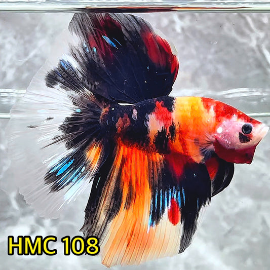 Multicolor Halfmoon Male Betta Fish | Order Directly From Farm | You Pick Fish