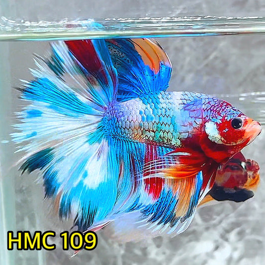 Multicolor Halfmoon Male Betta Fish | Order Directly From Farm | You Pick Fish