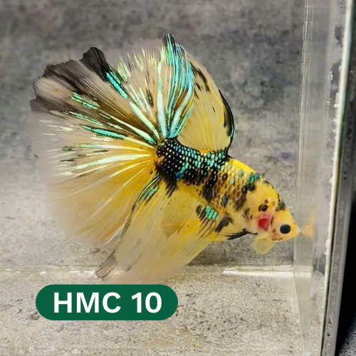 Multicolor Halfmoon Male Betta Fish | High Grade | Order Directly From Farm |  You Pick Fish |