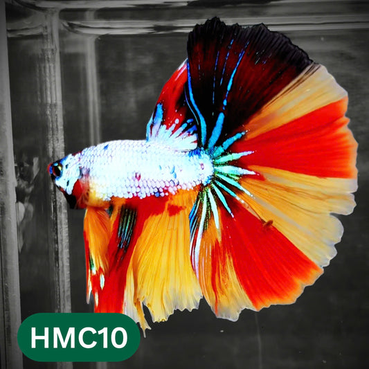 Multicolor Halfmoon Male Betta Fish | Order Directly From Farm | You Pick Fish