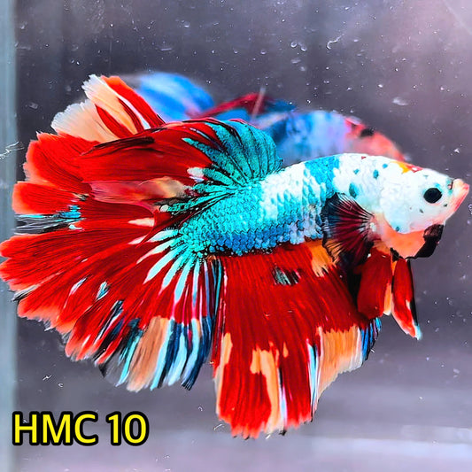 Multicolor Halfmoon Male Betta Fish | High Grade | Order Directly From Farm|  You Pick Fish |