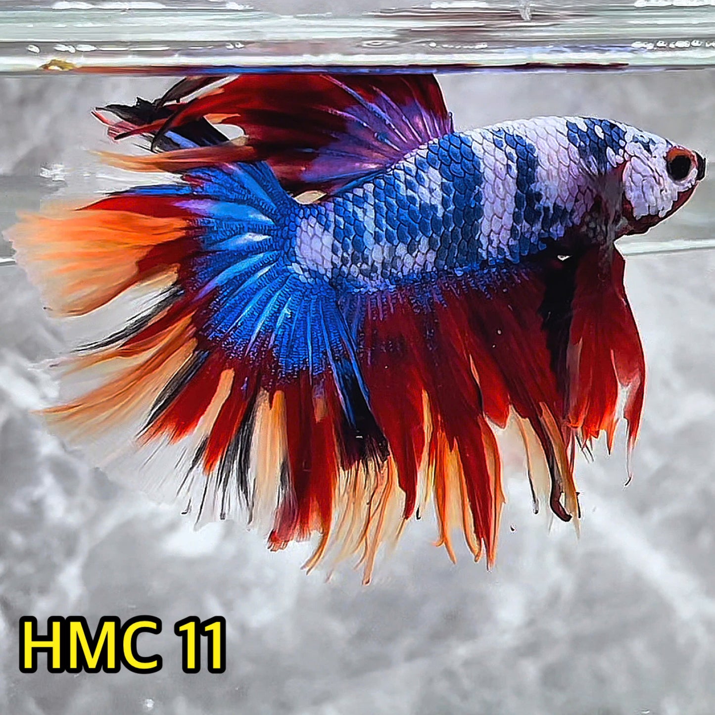 Multicolor Halfmoon Male Betta Fish | High Grade | Order Directly From Farm|  You Pick Fish |