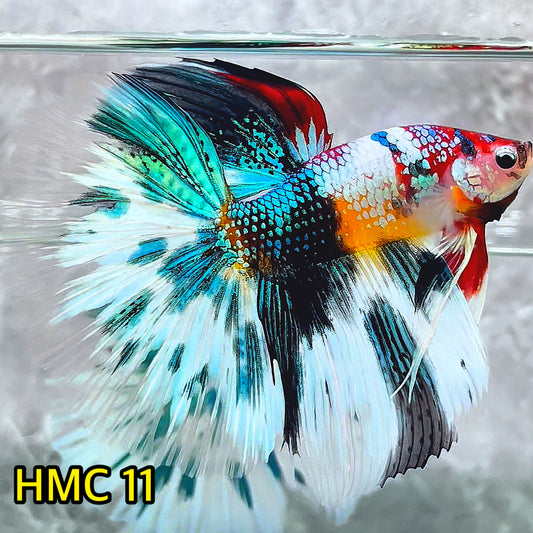 Multicolor Halfmoon Male Betta Fish | High Grade | Order Directly From Farm|  You Pick Fish |