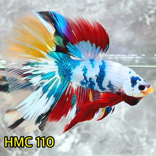 Multicolor Halfmoon Male Betta Fish | Order Directly From Farm | You Pick Fish