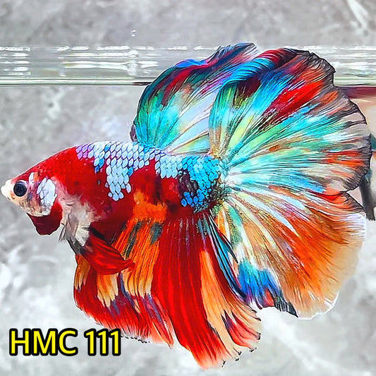 Multicolor Halfmoon Male Betta Fish | Order Directly From Farm | You Pick Fish