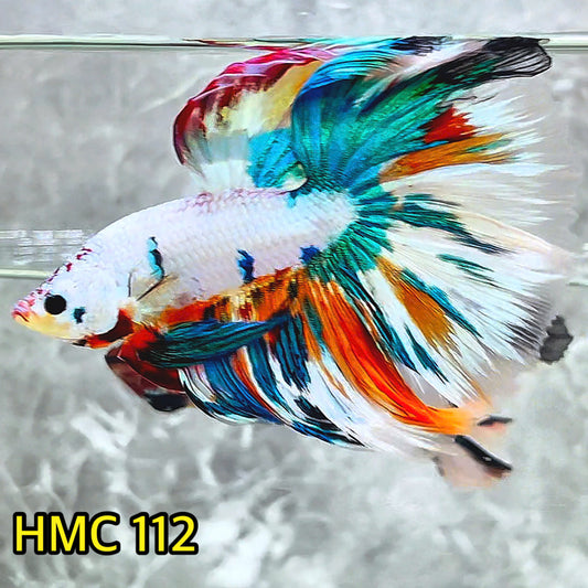 Multicolor Halfmoon Male Betta Fish | Order Directly From Farm | You Pick Fish