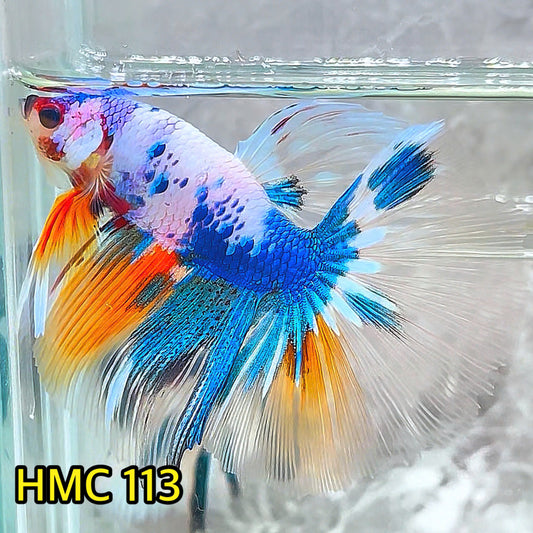 Multicolor Halfmoon Male Betta Fish | Order Directly From Farm | You Pick Fish