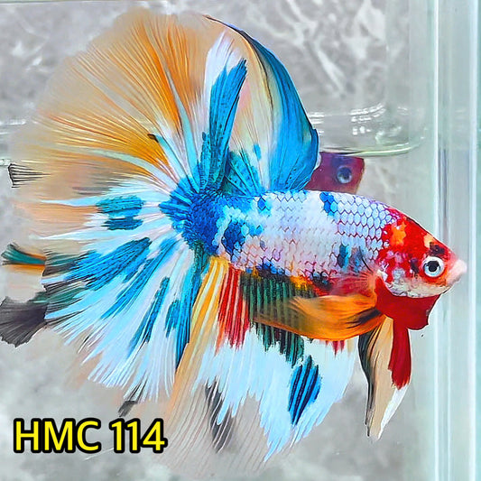 Multicolor Halfmoon Male Betta Fish | Order Directly From Farm | You Pick Fish