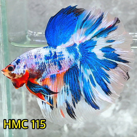 Multicolor Halfmoon Male Betta Fish | Order Directly From Farm | You Pick Fish