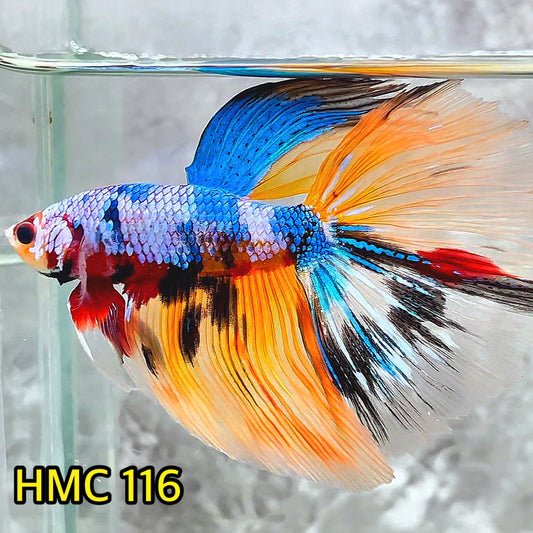 Multicolor Halfmoon Male Betta Fish | Order Directly From Farm | You Pick Fish