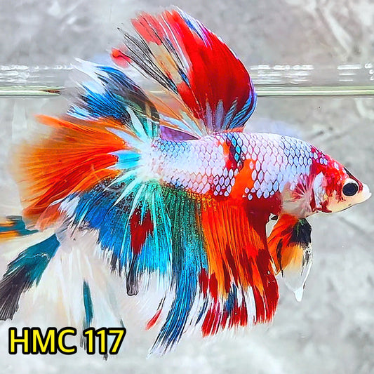 Multicolor Halfmoon Male Betta Fish | Order Directly From Farm | You Pick Fish