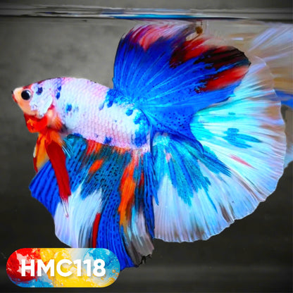 Multicolor Halfmoon Male Betta Fish | High Grade | Order Directly From Farm |  You Pick Fish |