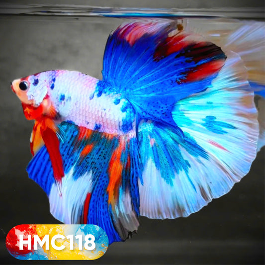 Multicolor Halfmoon Male Betta Fish | High Grade | Order Directly From Farm |  You Pick Fish |