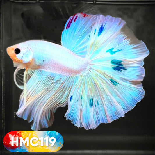 Multicolor Halfmoon Male Betta Fish | High Grade | Order Directly From Farm |  You Pick Fish |