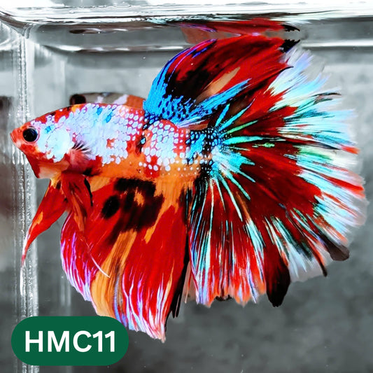 Multicolor Halfmoon Male Betta Fish | High Grade | Order Directly From Farm |  You Pick Fish |