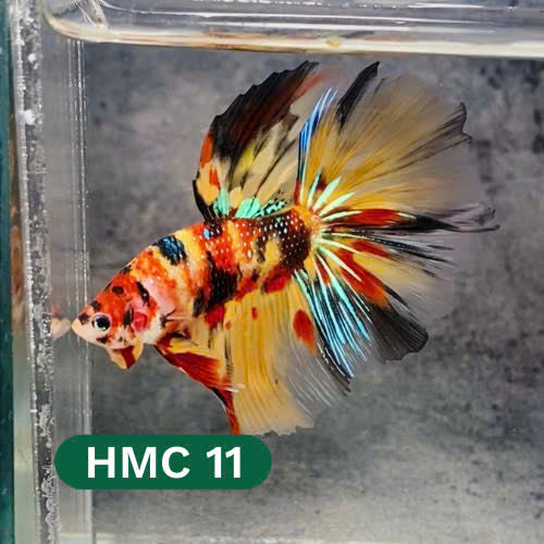 Multicolor Halfmoon Male Betta Fish | High Grade | Order Directly From Farm |  You Pick Fish |