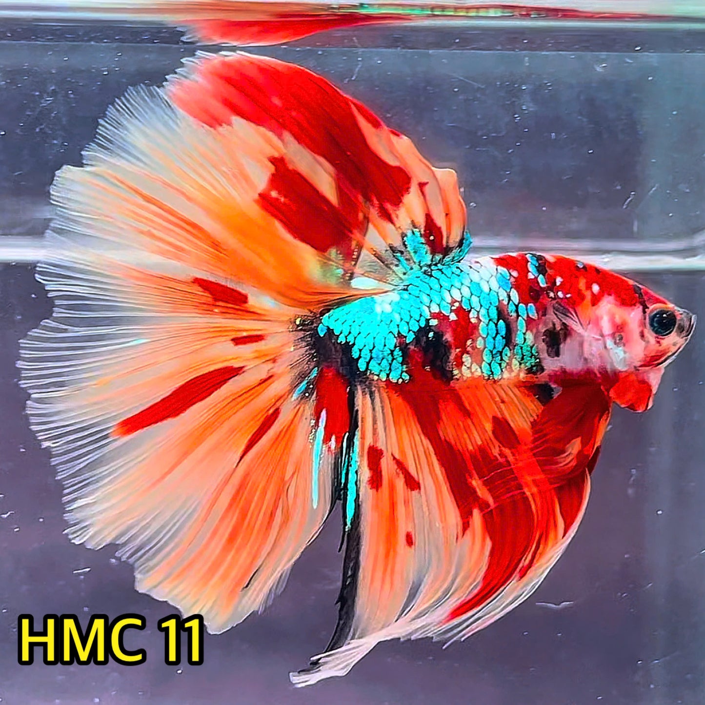 Multicolor Halfmoon Male Betta Fish | High Grade | Order Directly From Farm|  You Pick Fish |