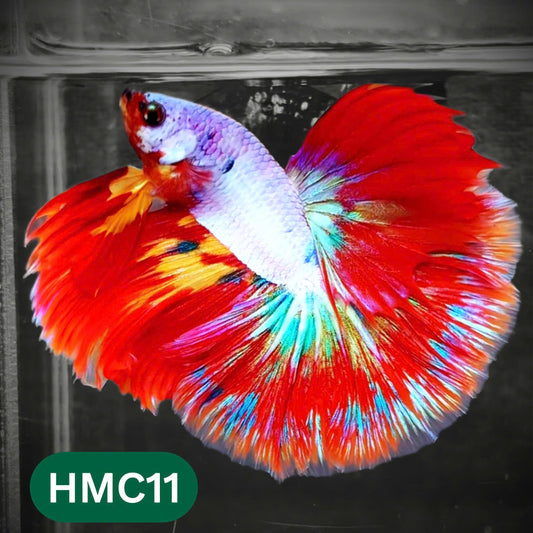 Multicolor Halfmoon Male Betta Fish | Order Directly From Farm | You Pick Fish