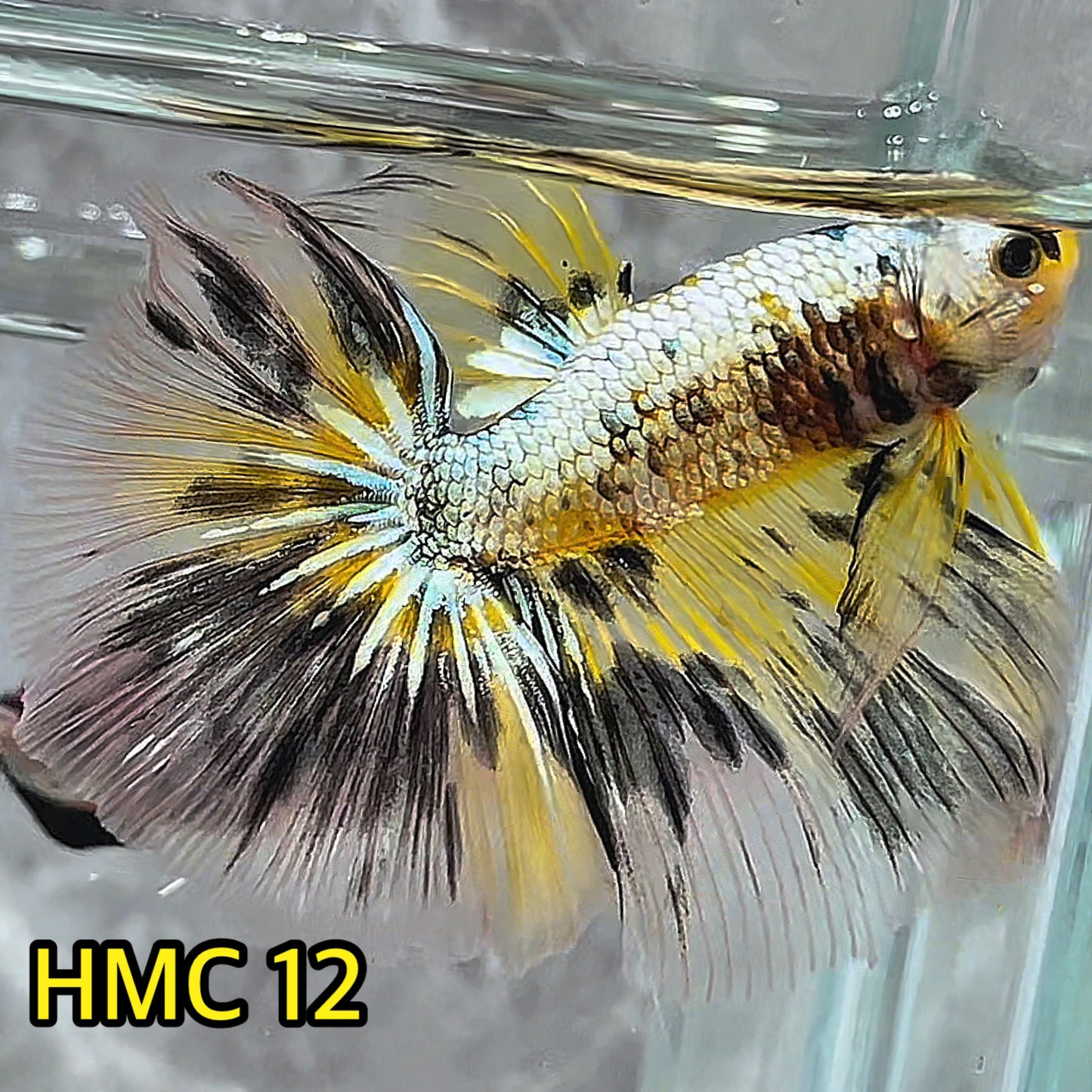 Multicolor Halfmoon Male Betta Fish | High Grade | Order Directly From Farm|  You Pick Fish |