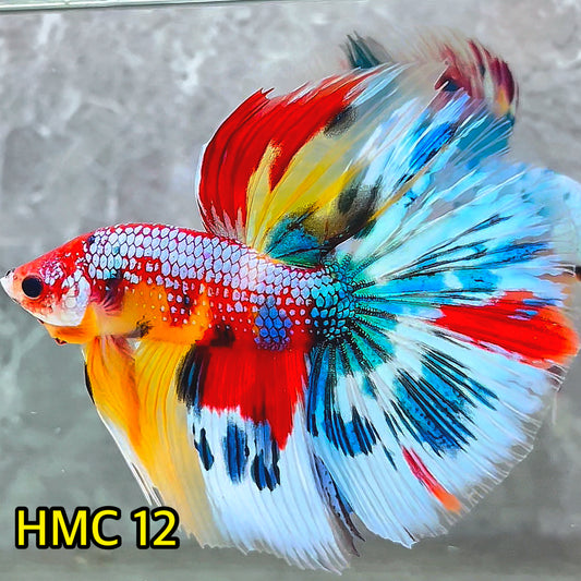 Multicolor Halfmoon Male Betta Fish | High Grade | Order Directly From Farm|  You Pick Fish |